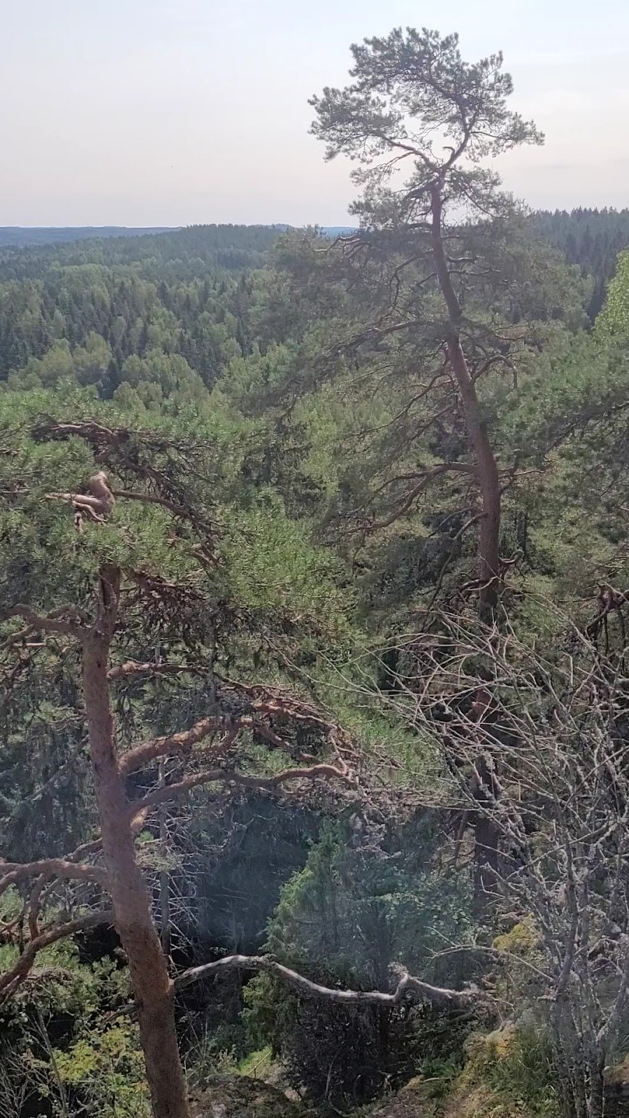 Aulangon Uimaranta