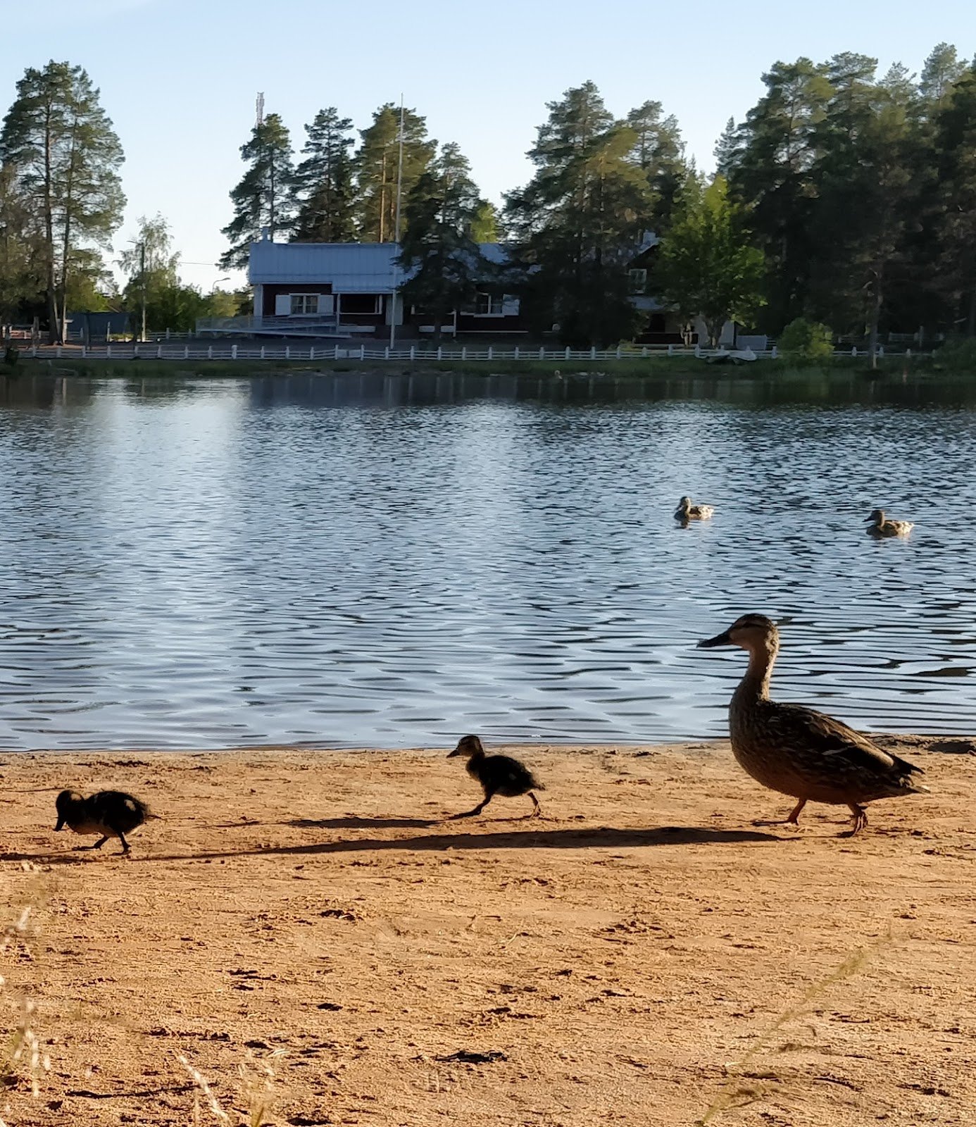 Lämsänjärven Uimaranta