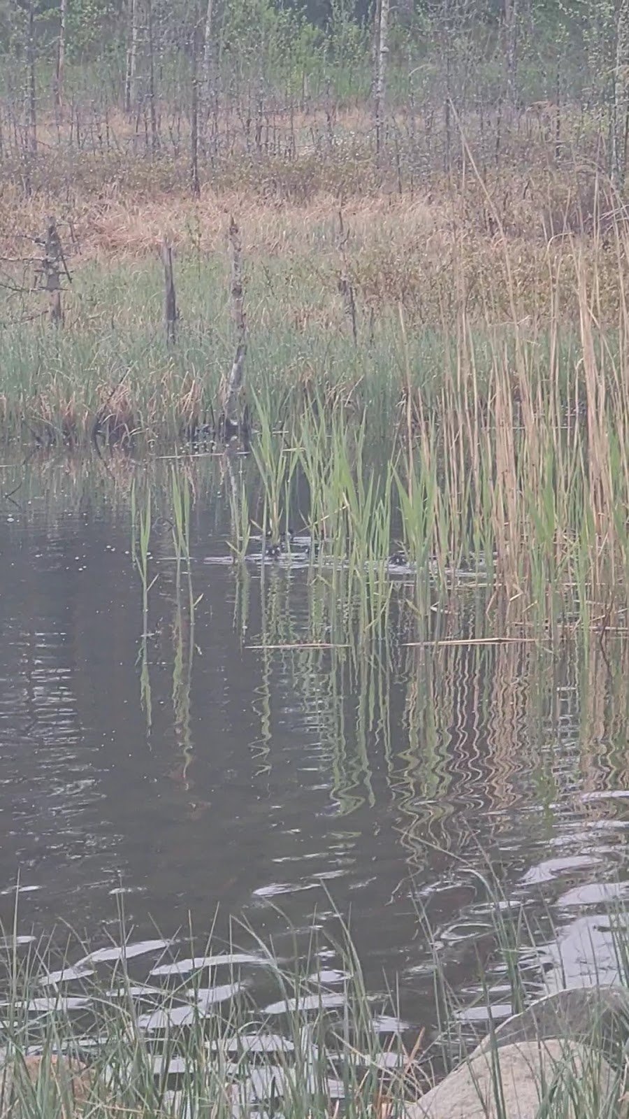 Lämsänjärven Uimaranta