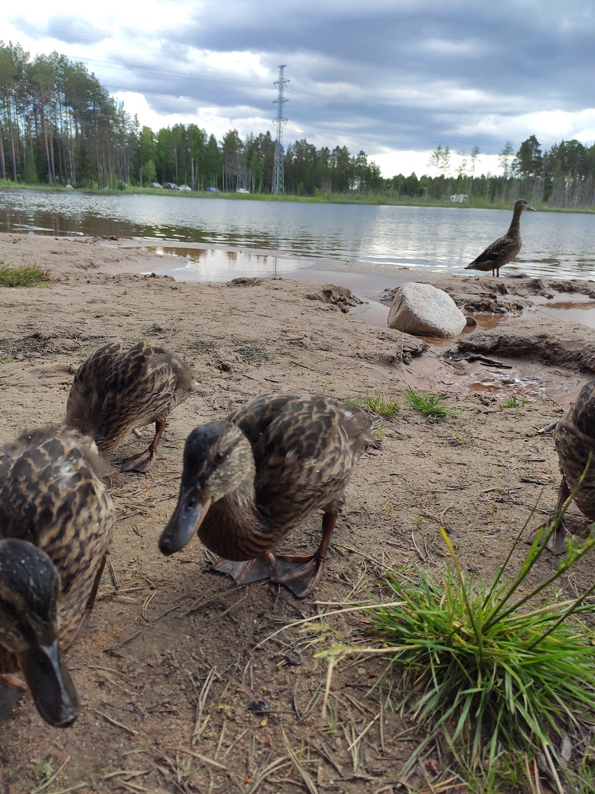 Lämsänjärven Uimaranta