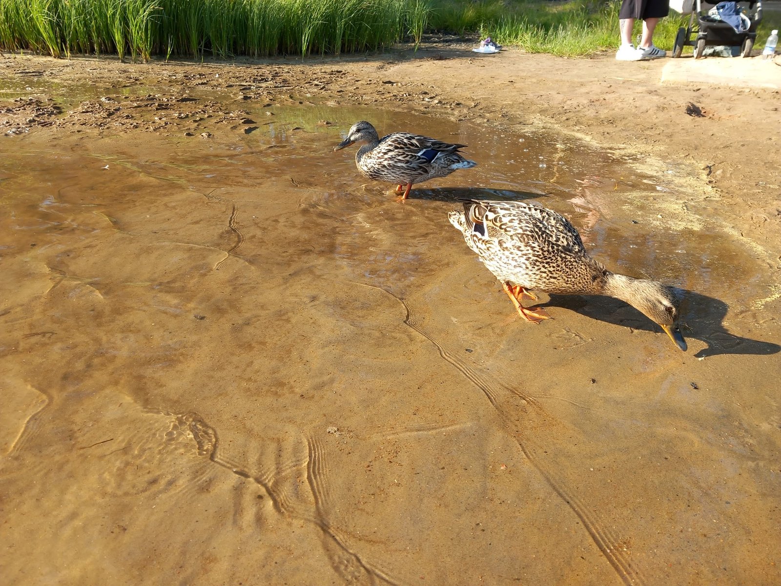 Lämsänjärven Uimaranta