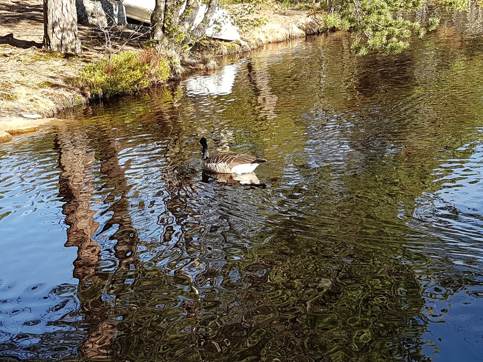Myllyjärven Laituri