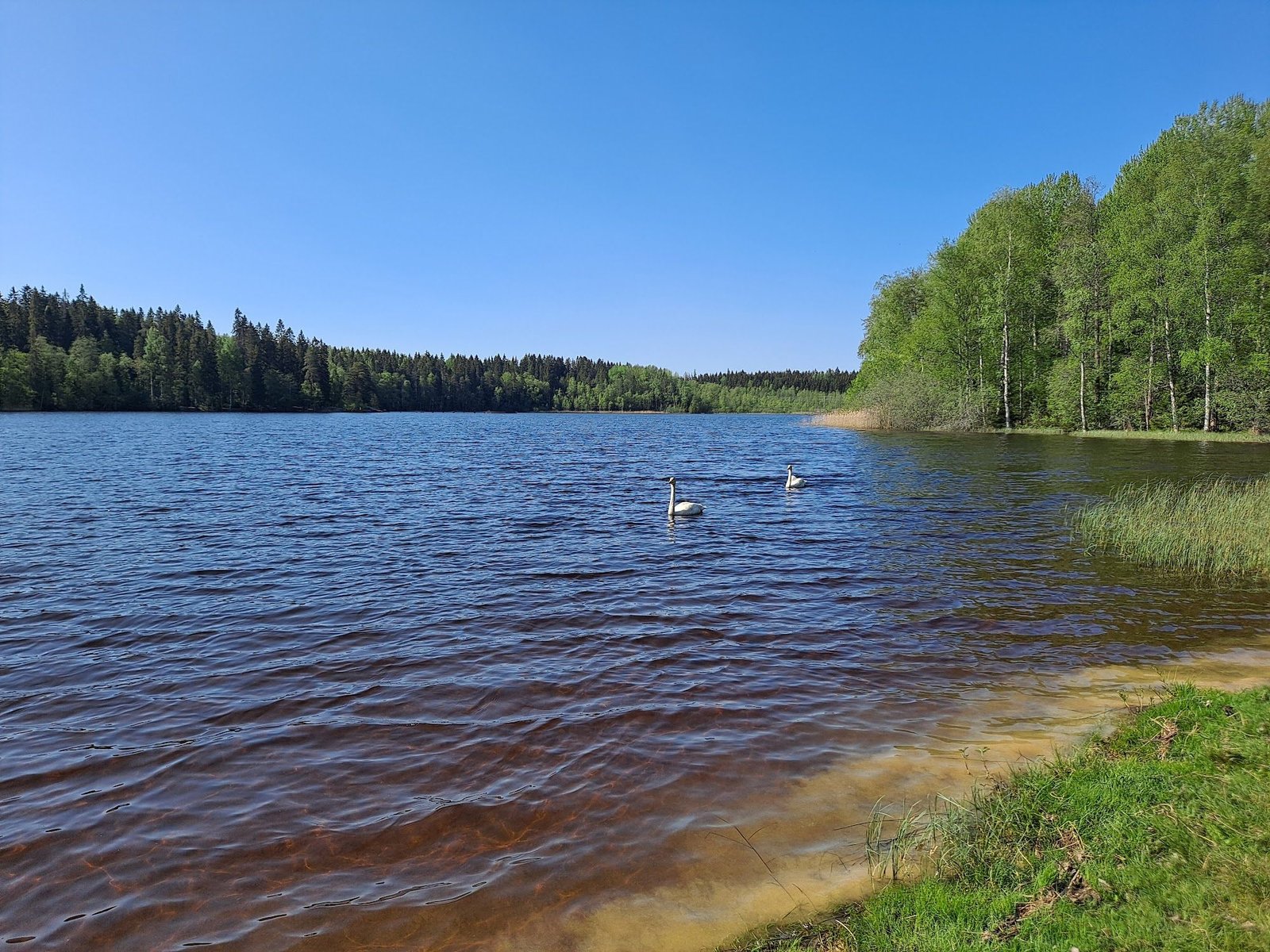 Peltolammin Uimala