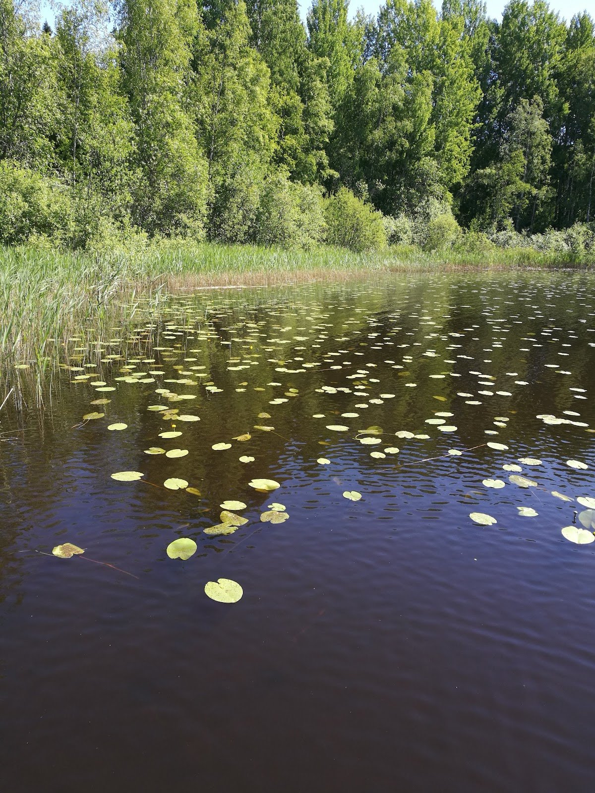 Peltolammin Uimala