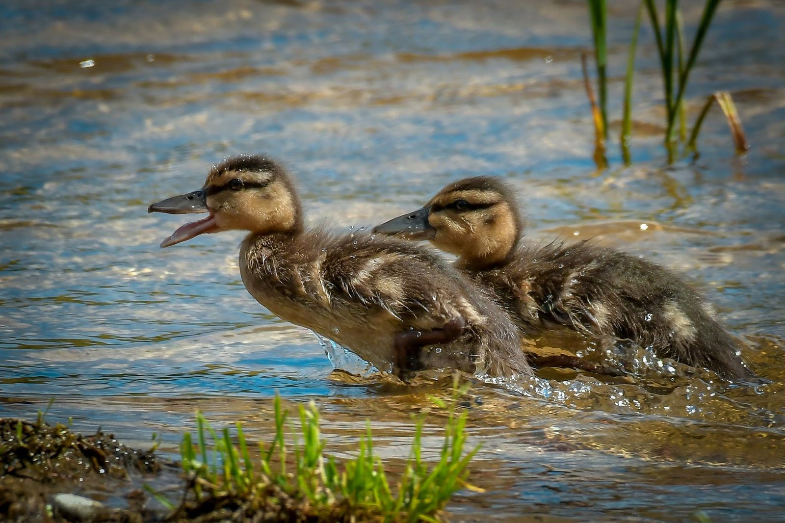 Ristikiven Uimaranta