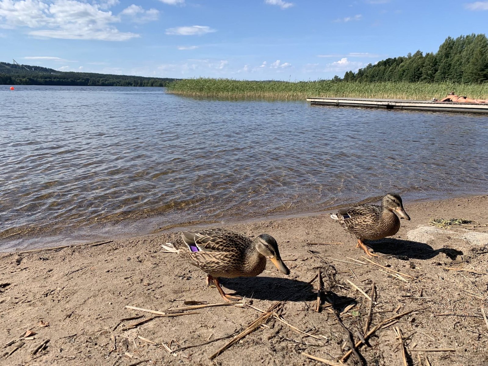 Ristikiven Uimaranta